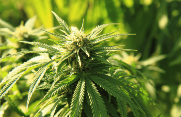 Legislazione europea sulla marijuana